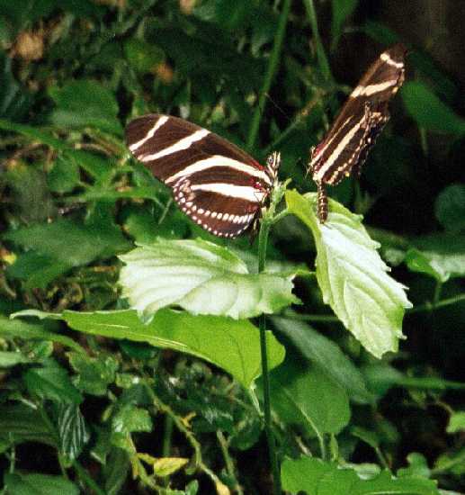 Butterflies